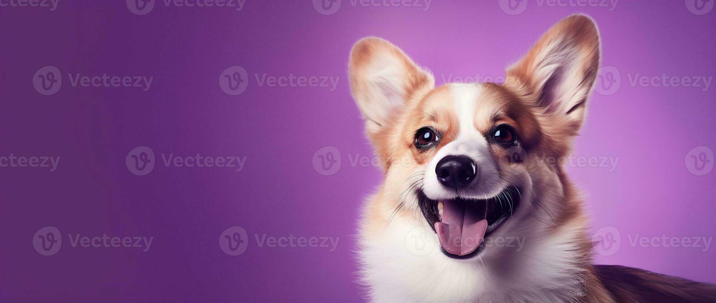 AI generated Cute welsh corgi dog on a purple background photo