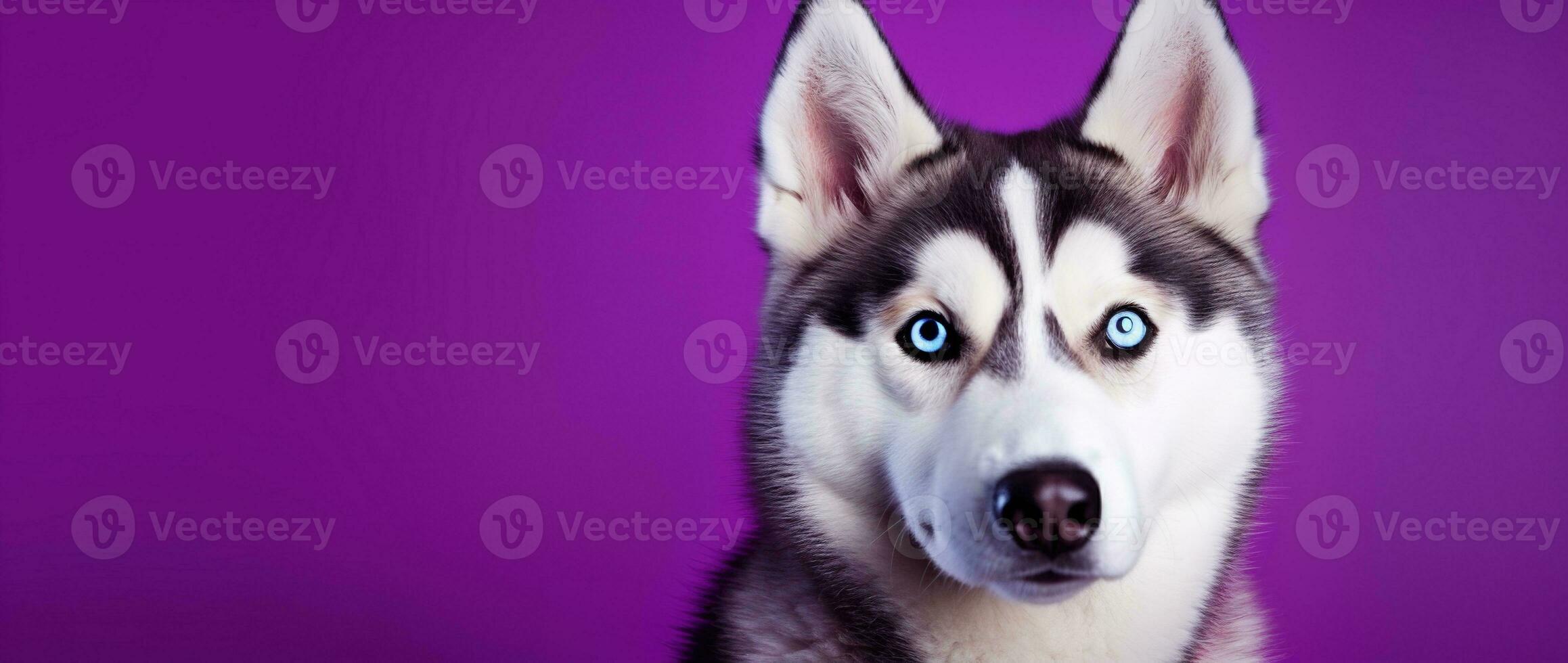 AI generated A close-up portrait of a husky dog with blue eyes and a purple background photo