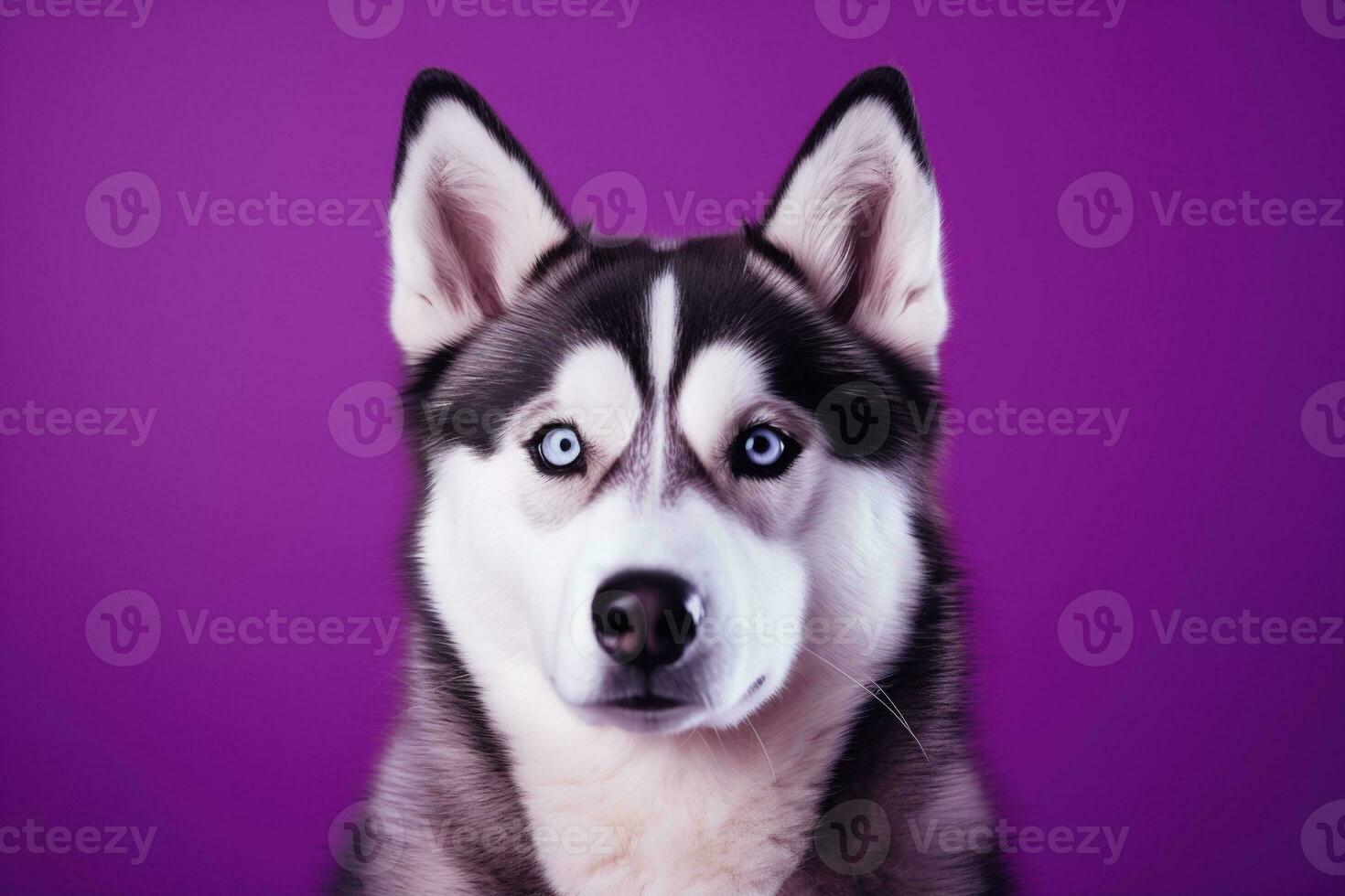 ai generado un de cerca retrato de un fornido perro con azul ojos y un púrpura antecedentes foto