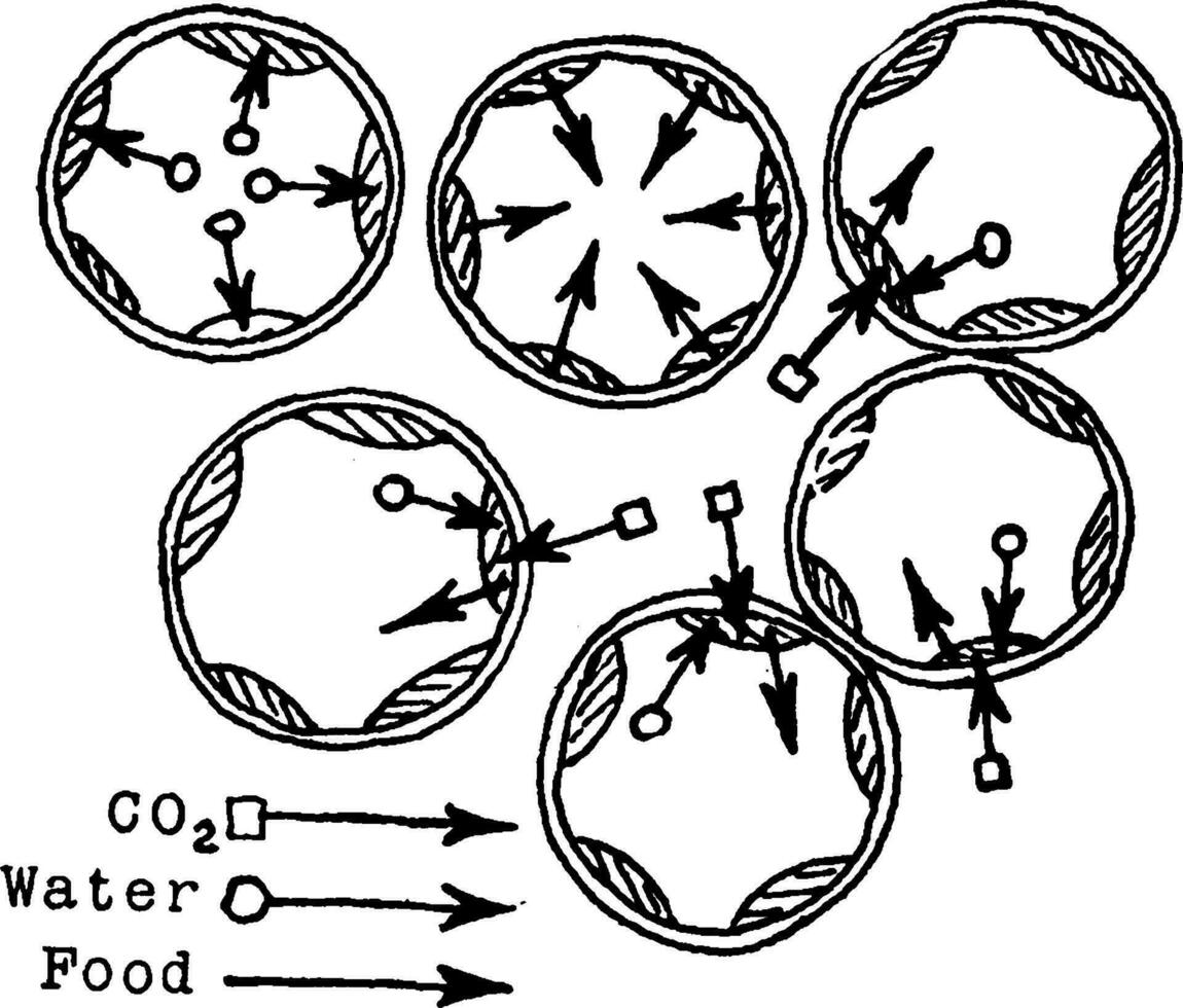 Palisade Cell Intake vintage illustration. vector