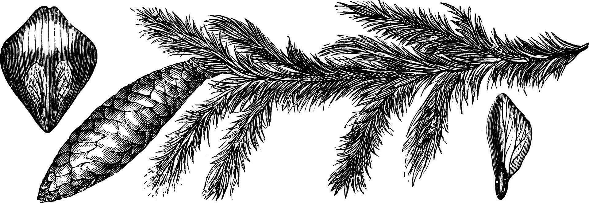 Picea Excelsa vintage illustration. vector