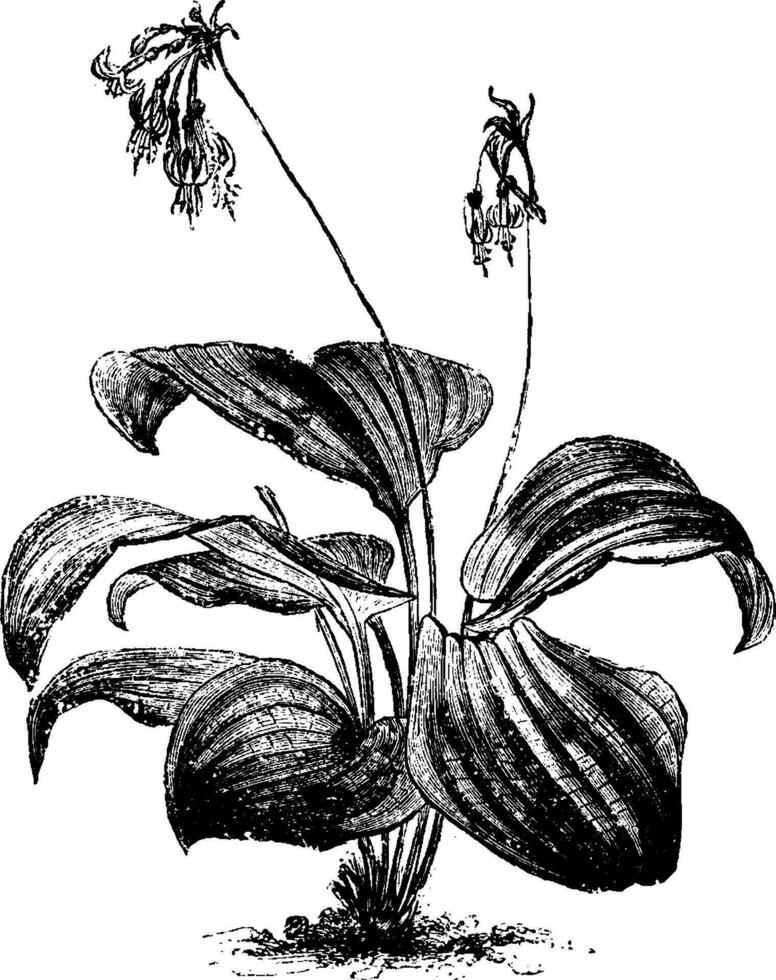 Caliphruria Subedentata vintage illustration. vector