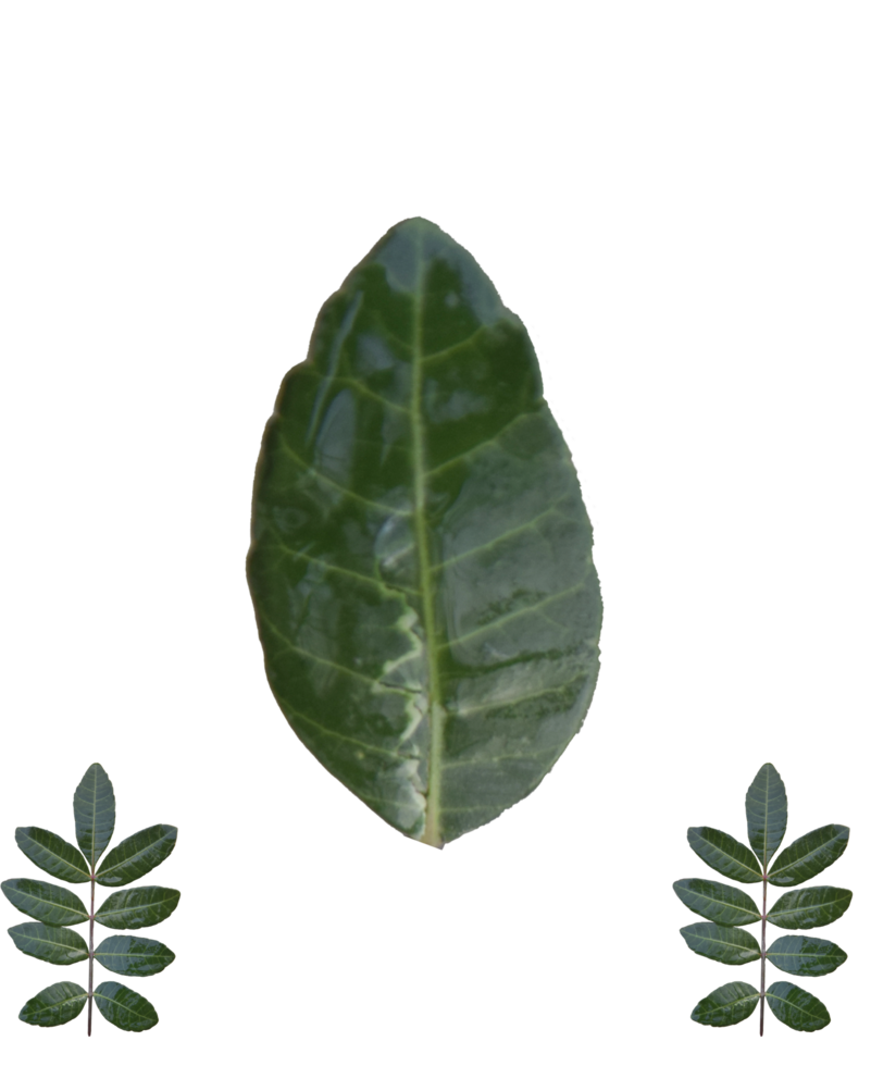 hoja verde mojada png