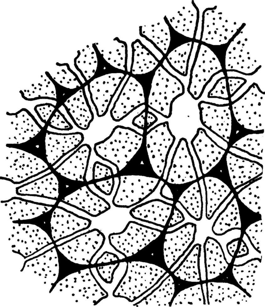 Roca células 3 Clásico ilustración. vector