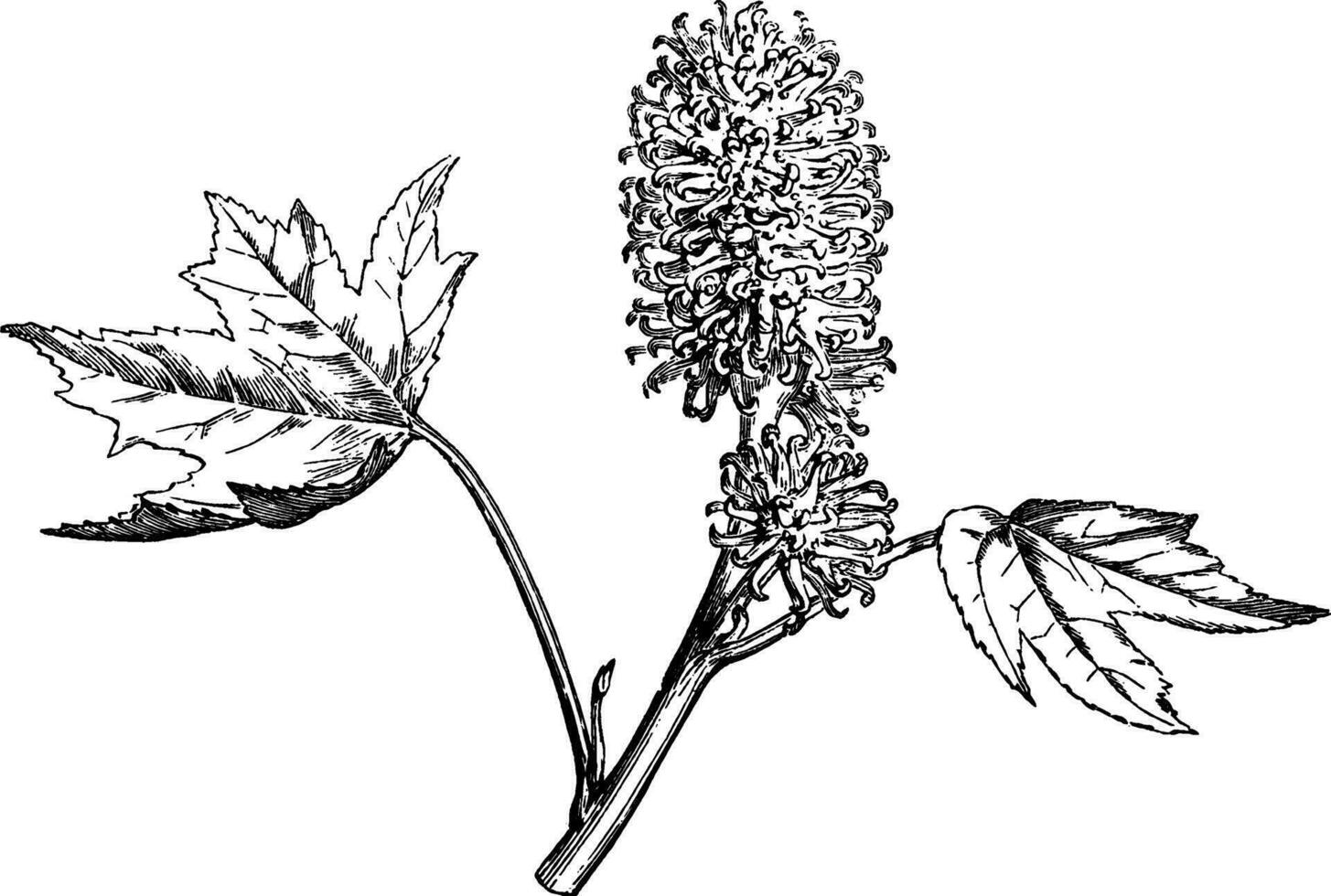 hembra floración rama de dulce goma Clásico ilustración. vector