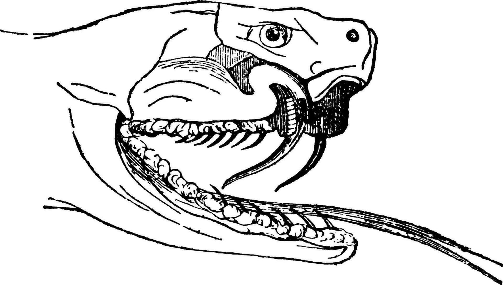 Fangs and Tongue of an Adder, vintage illustration. vector