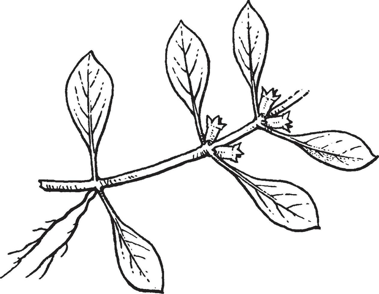 Ludwigia Clásico ilustración. vector
