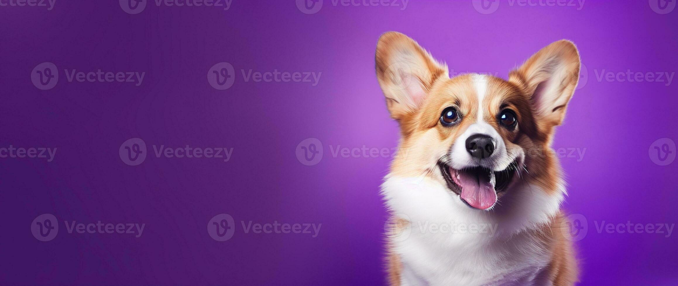 ai generado linda galés corgi perro en un púrpura antecedentes foto