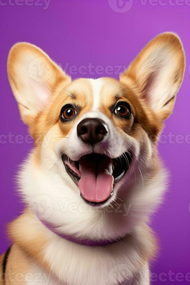 ai generado linda galés corgi perro en un púrpura antecedentes foto