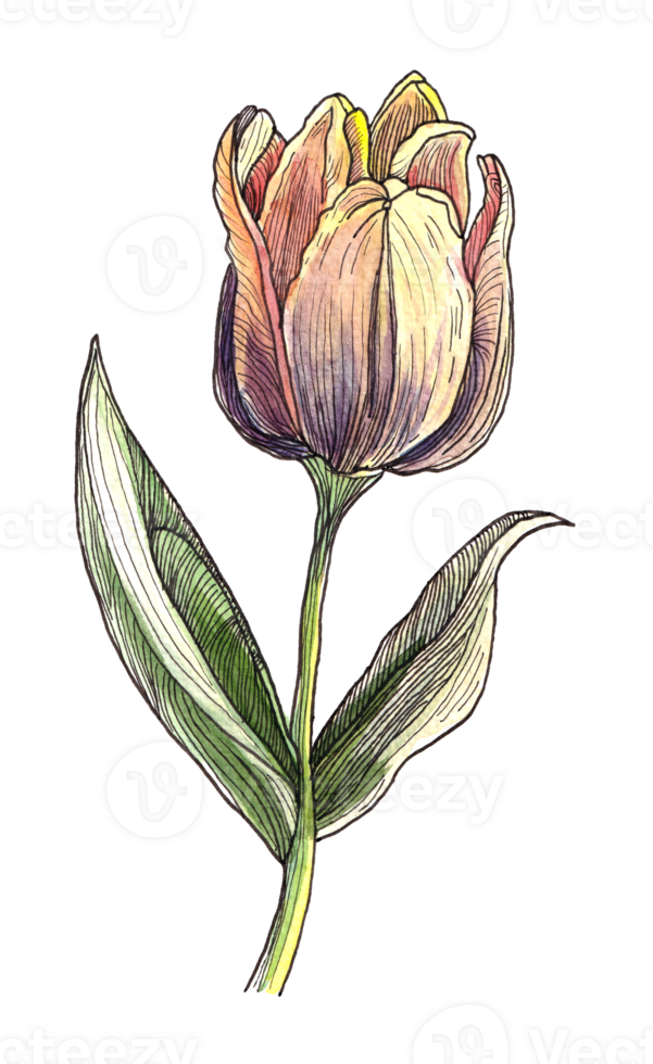 Yellow tulip with shaded petals and striped green leaves, hand painted in watercolor, ideal for botanical themes png