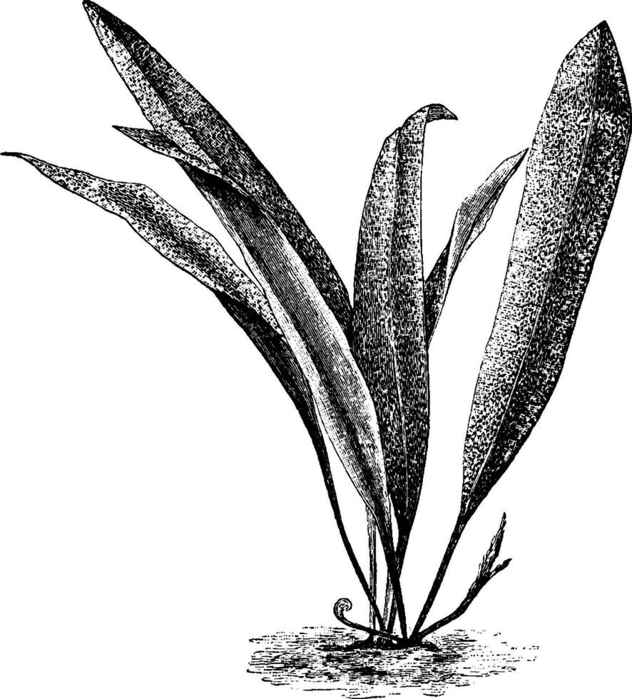Polypodium Angustatum vintage illustration. vector