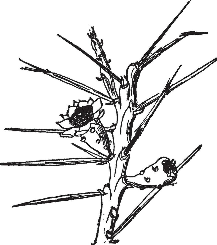 Opuntia Leptocaulis vintage illustration. vector