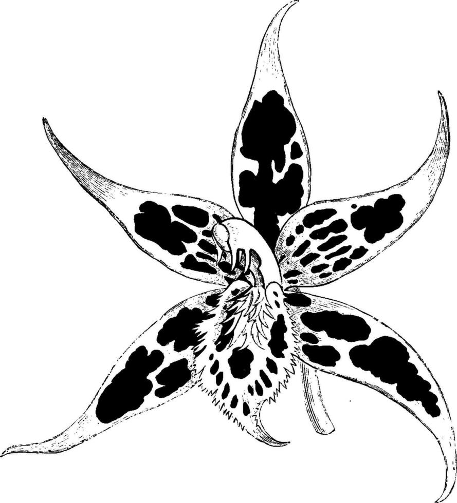 flor de odontoglossum hallii Clásico ilustración. vector