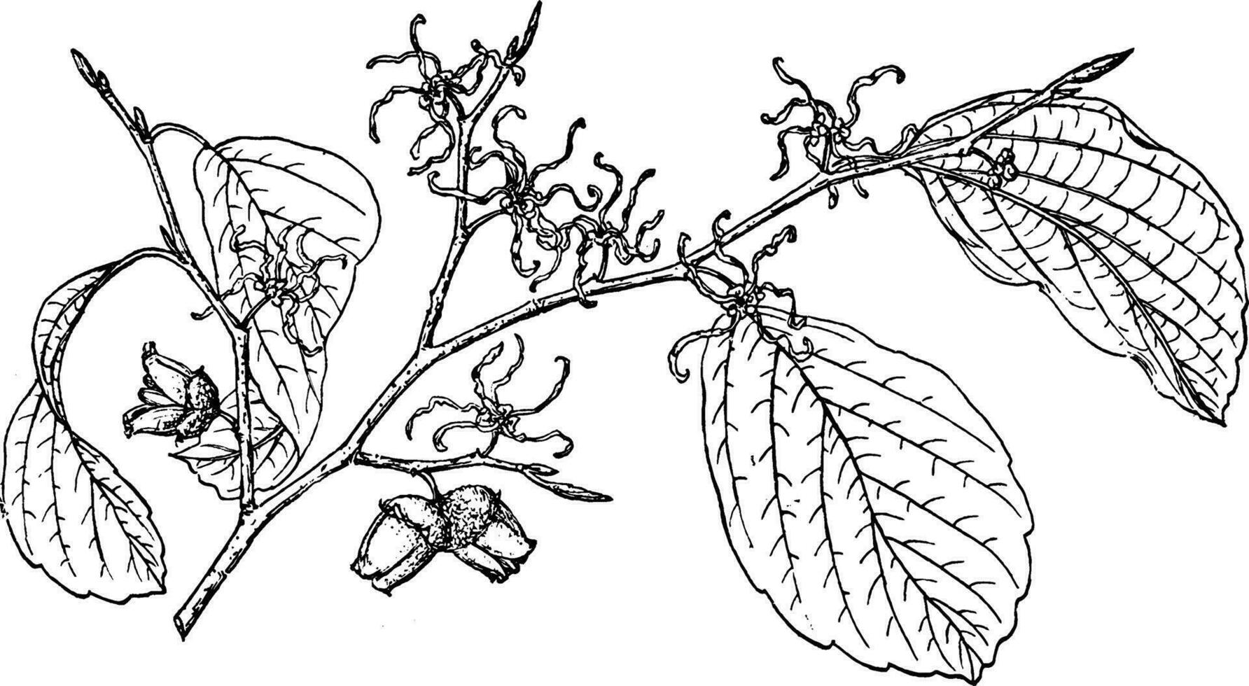 Branch of Witch Hazel vintage illustration. vector