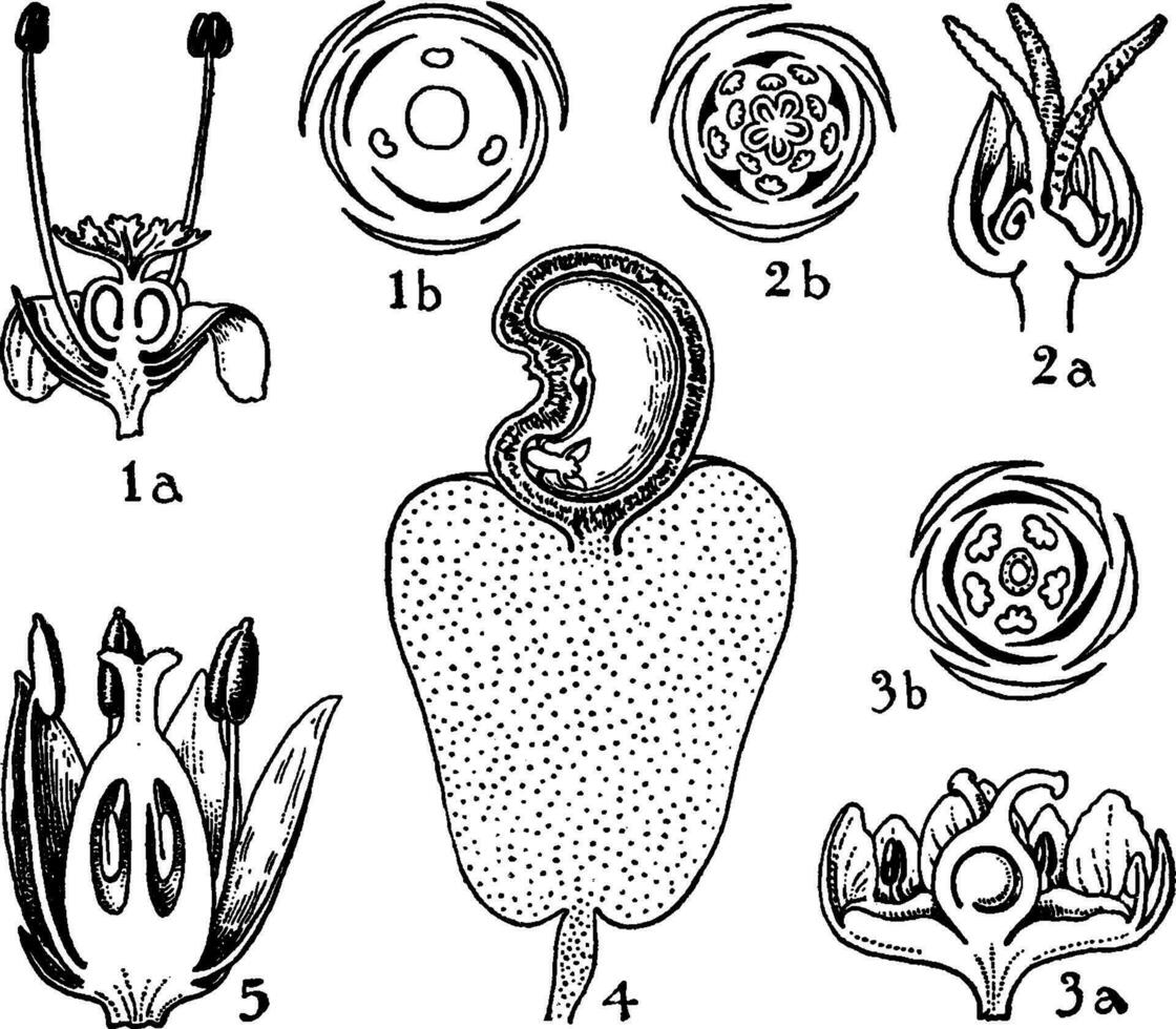 Orders of Empetraceae, Coriariaceae, Anacaridaceae, and Cyrillaceae vintage illustration. vector