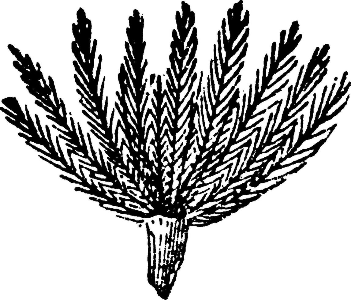papus, planta, partes, semilla, abajo, ráfaga, lejos Clásico ilustración. vector