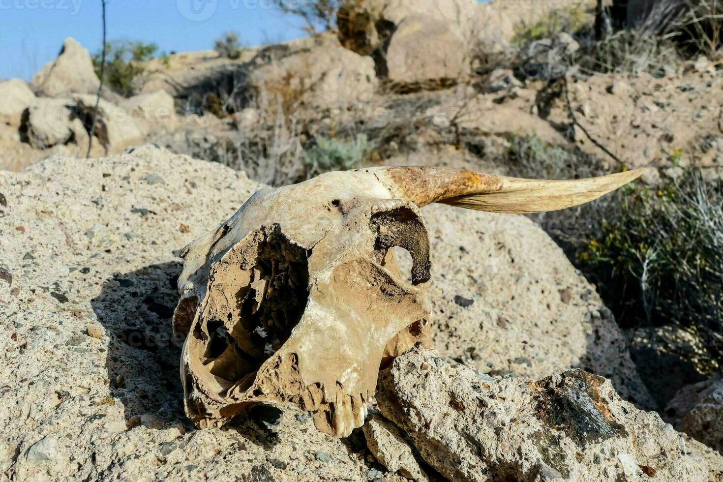 a dead cow skull on a rock in the desert photo