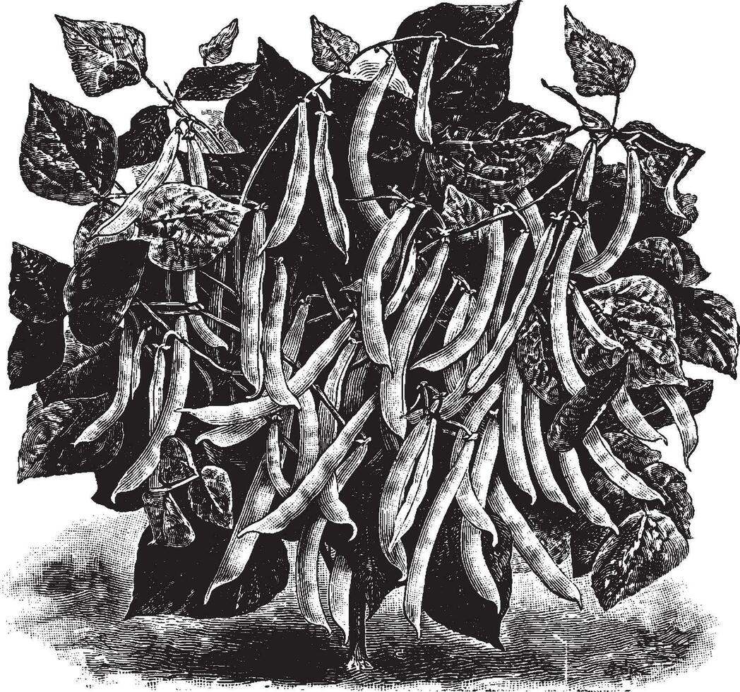 Hodson Wax Beans vintage illustration. vector
