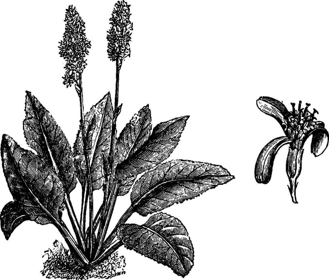 Habit and Detached Flower Head of Ligularia Macrophylla vintage illustration. vector