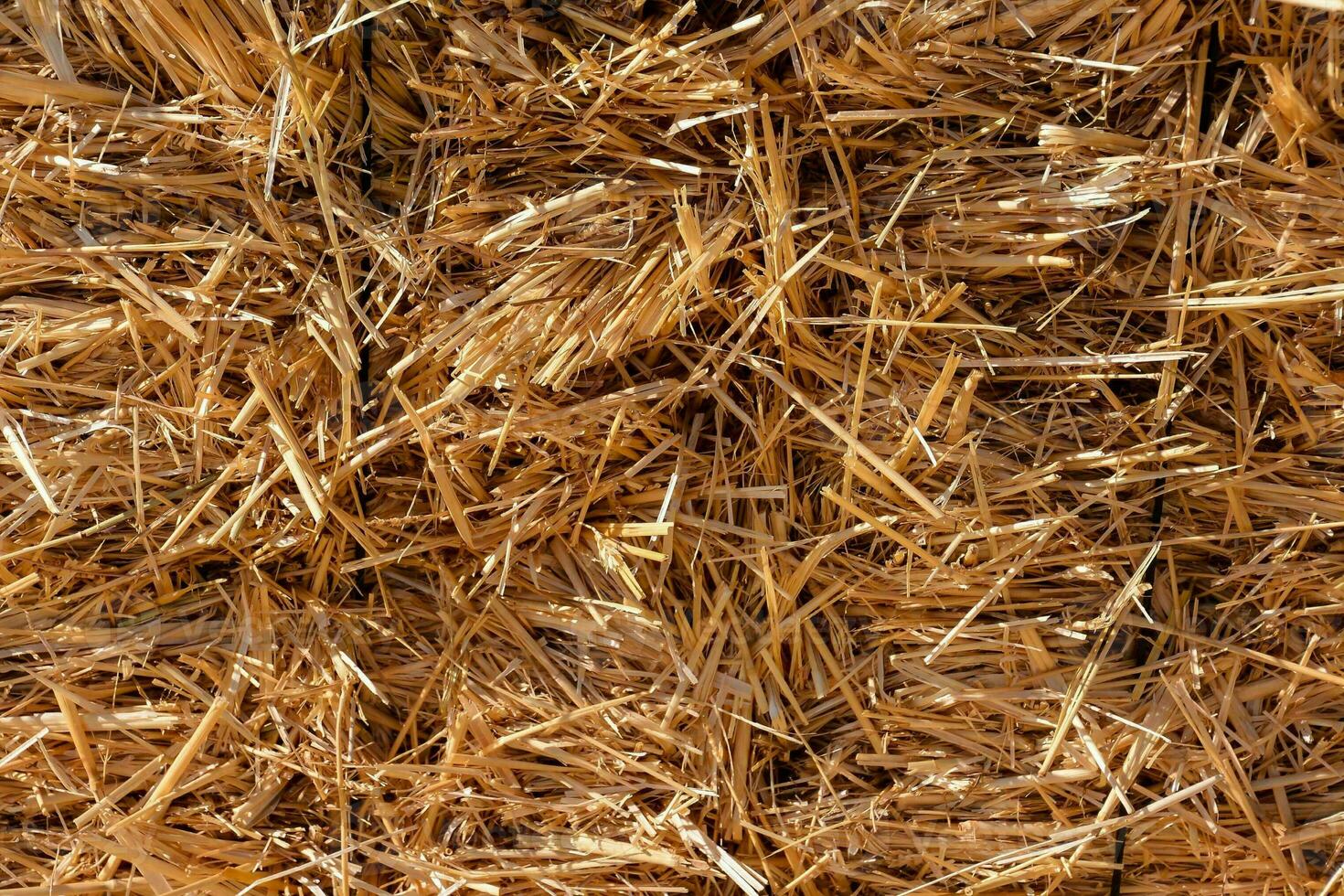 a close up of a pile of straw photo
