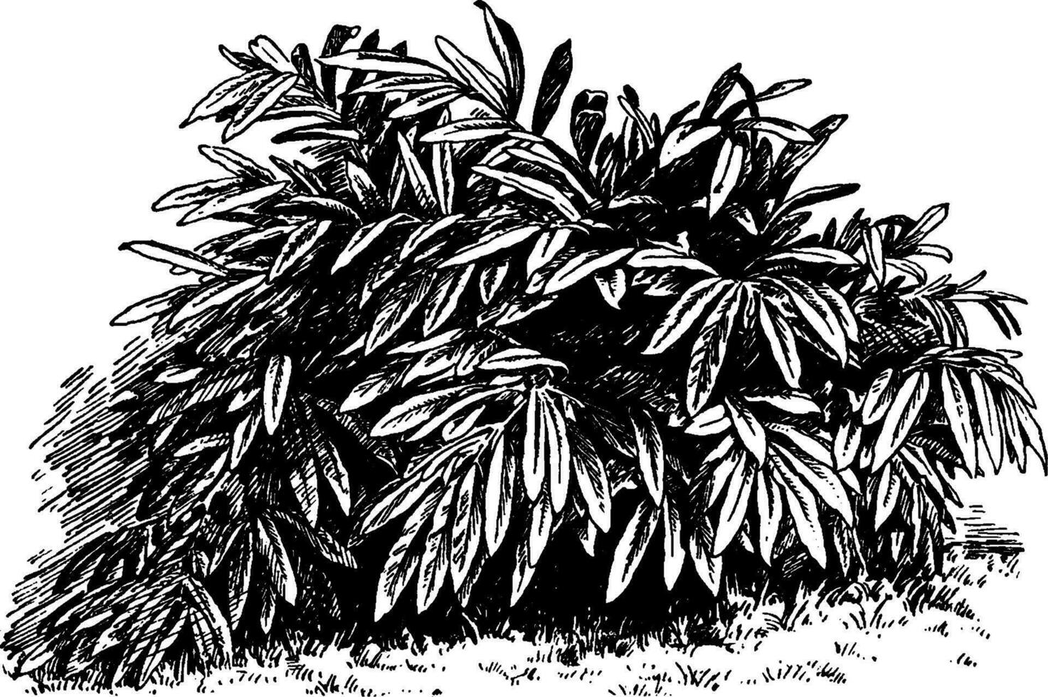 Alpinia Mutica vintage illustration. vector