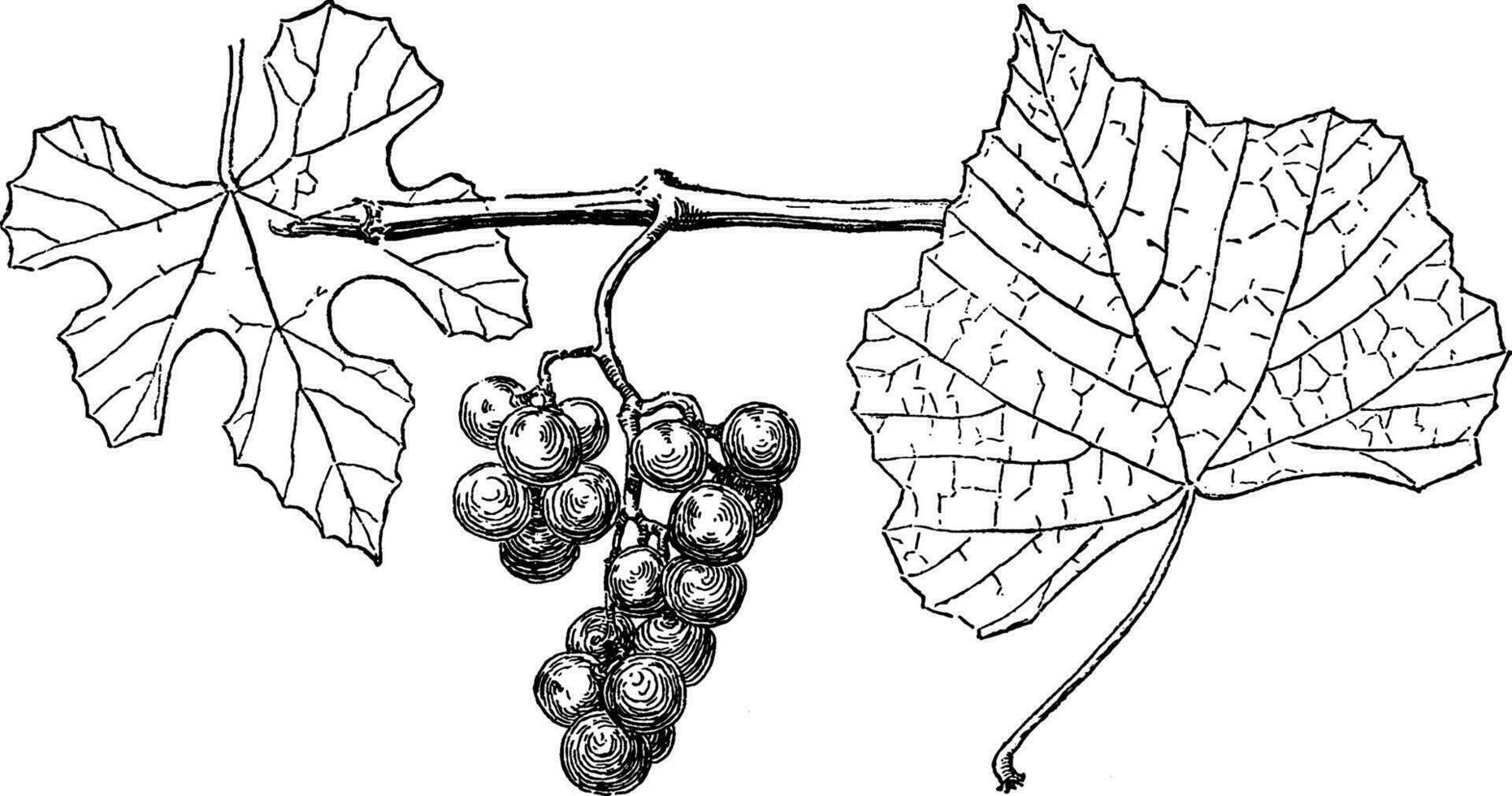 Vitis Candicans vintage illustration. vector