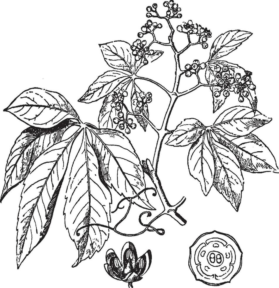 Virginia Creeper vintage illustration. vector