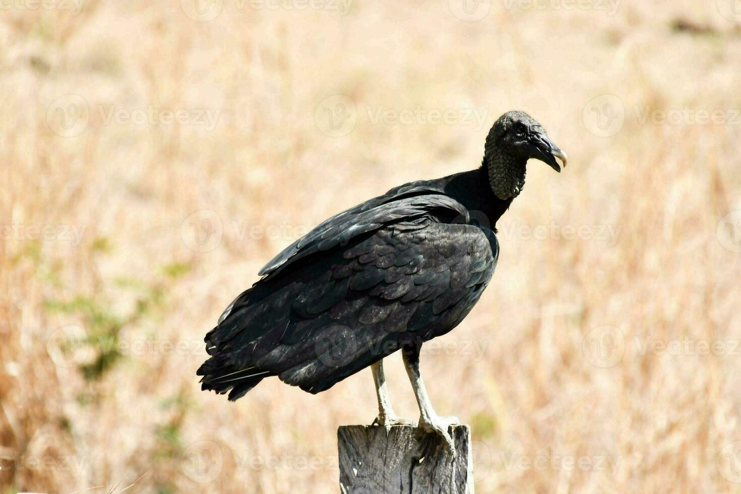 a vulture is perched on a wooden post in a field photo
