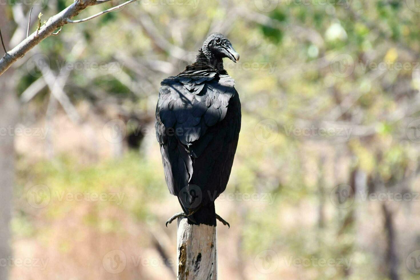 a vulture is perched on a wooden post in a field photo