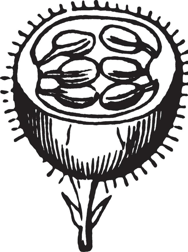 Gooseberry vintage illustration. vector