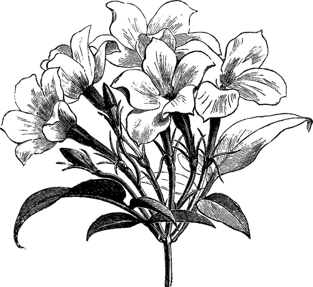 inflorescencia de Jasminum officinale afín Clásico ilustración. vector