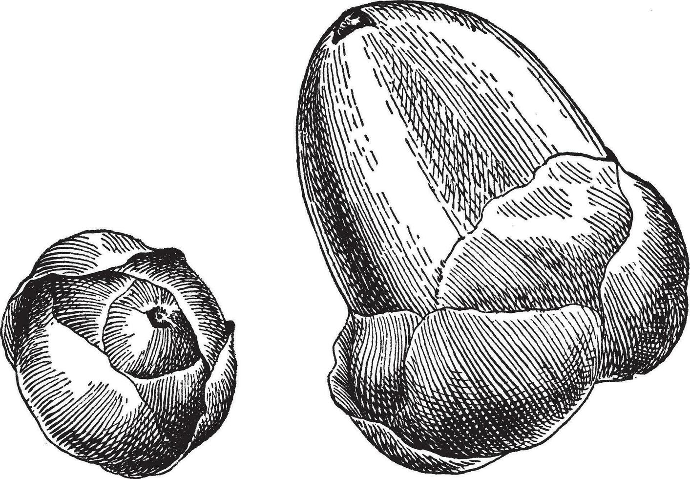 Growth Stages of Coconut vintage illustration. vector