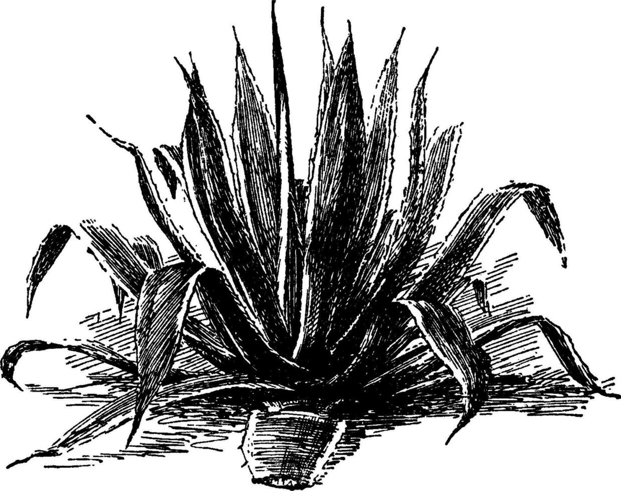 Agave Americana vintage illustration. vector