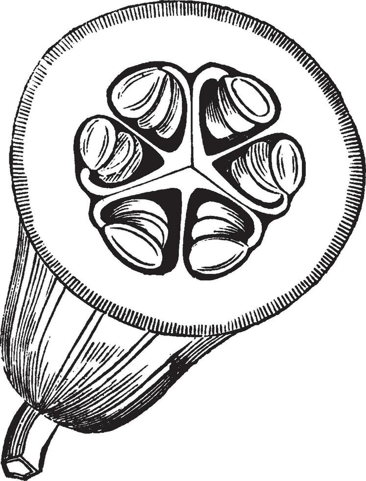 Gourd vintage illustration. vector