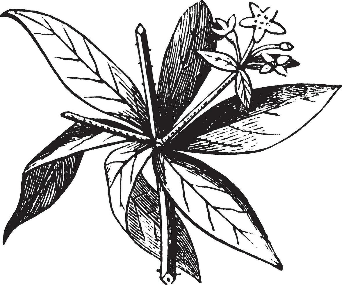 Flower, piece, Madder, scrambling, prostrate, Eurasian, plant, Bedstraw, whorls, leaves vintage illustration. vector