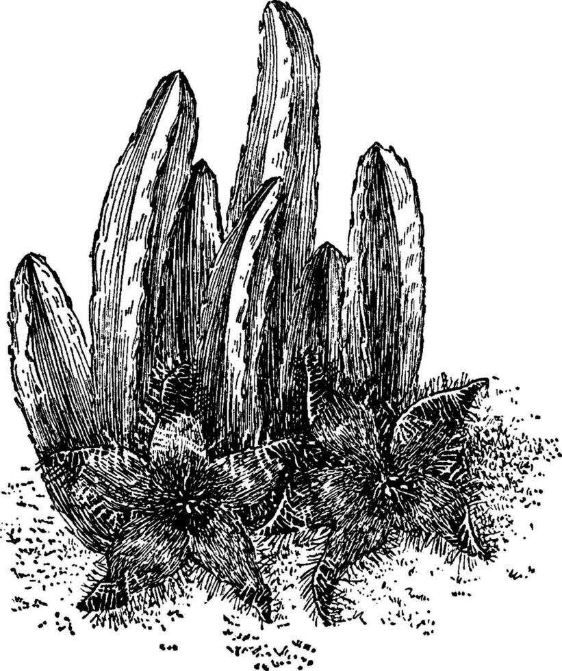 Stapelia Grandiflora vintage illustration. vector