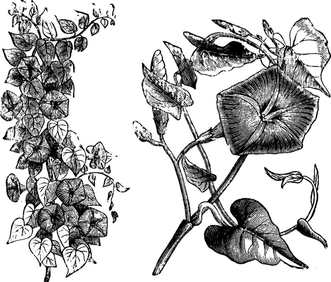 Habit and Detached Flowering Shoot of Ipomoea Rubro-Caerulea vintage illustration. vector