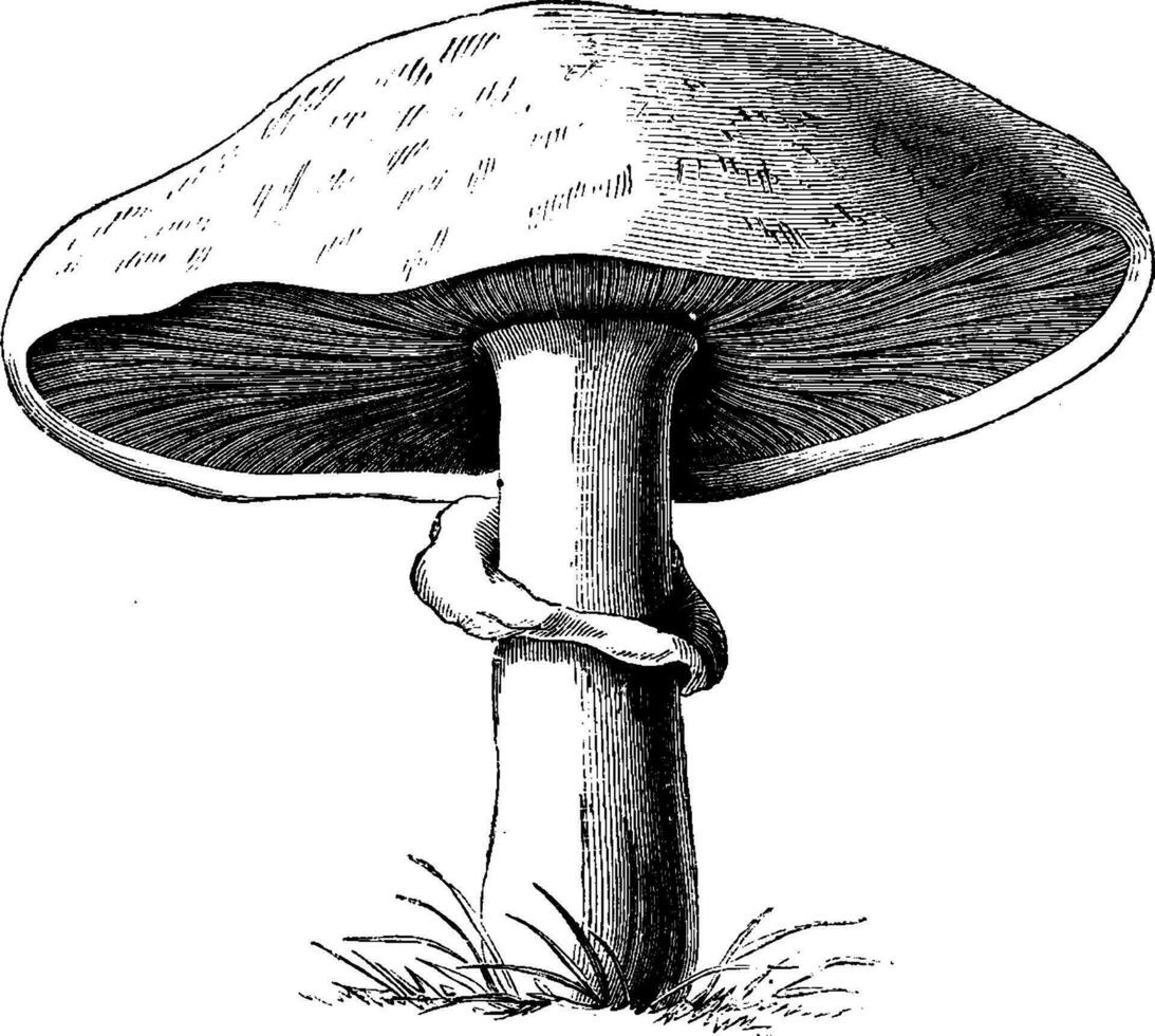 Mushroom Showing Convex Pileus vintage illustration. vector