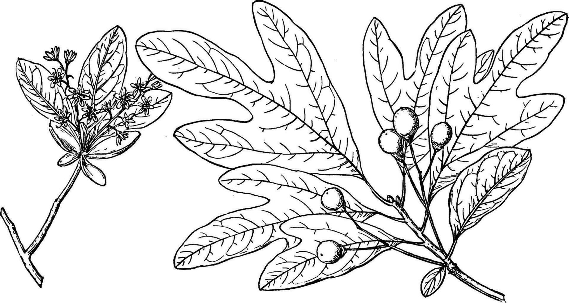 Branch of Sassafras vintage illustration. vector