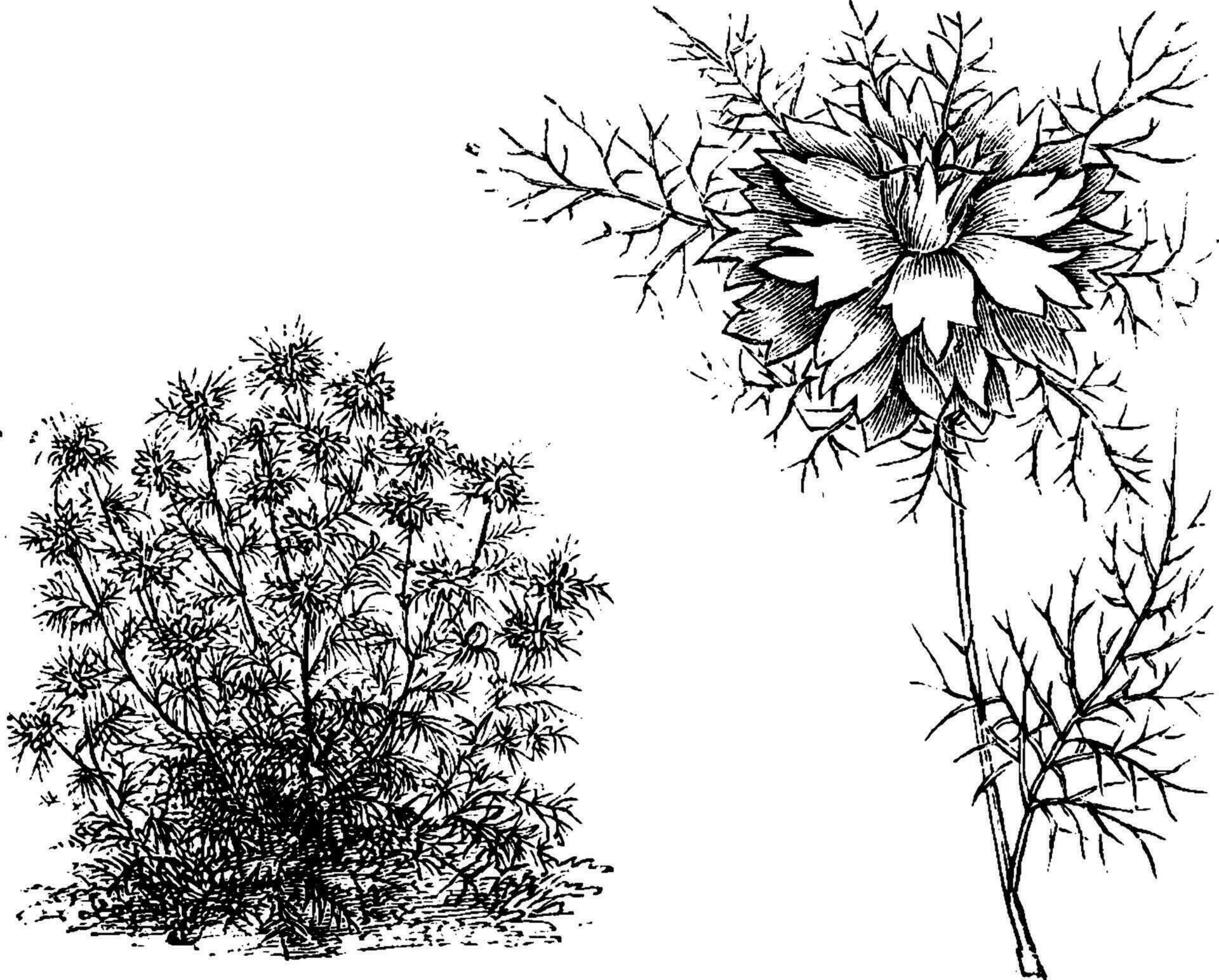 Habit and Detached Flowering Branchlet of Nigella Damascena Flore-Pleno vintage illustration. vector