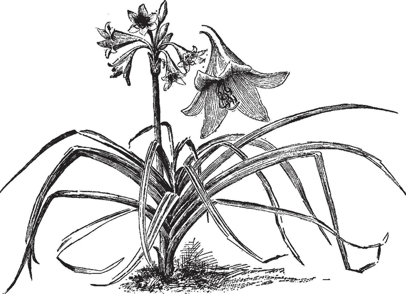 Crinum Powellii vintage illustration. vector