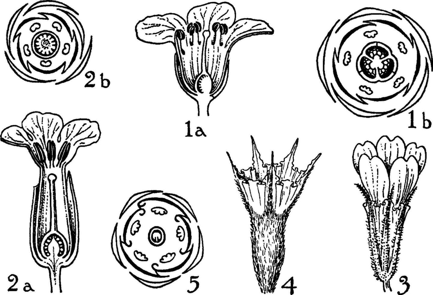 Orders of Diapensiaceae, Primulaceae, and Plumbaginaceae vintage illustration. vector