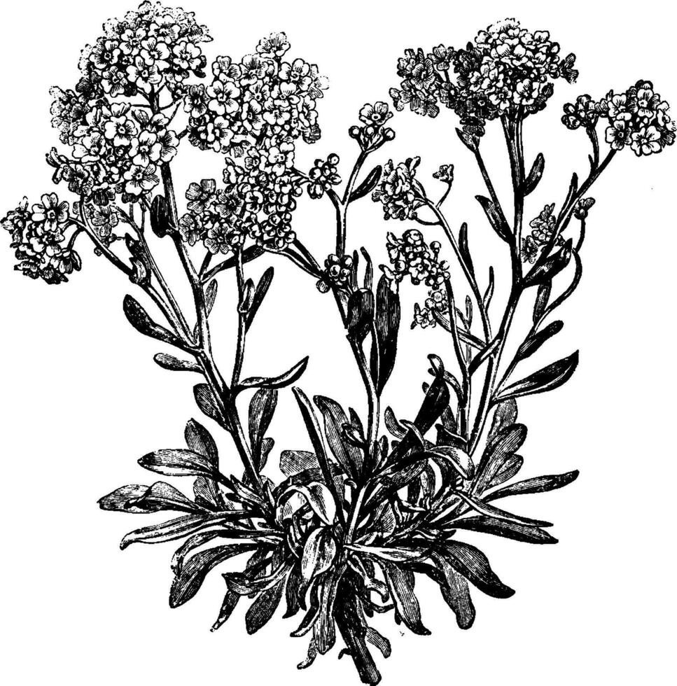 Alyssum Saxatile Flowers vintage illustration. vector