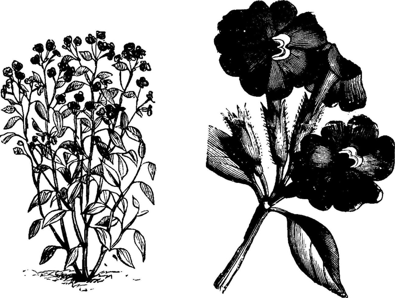 Browallia, Elata, flower, shrub, sepal, tabular vintage illustration. vector