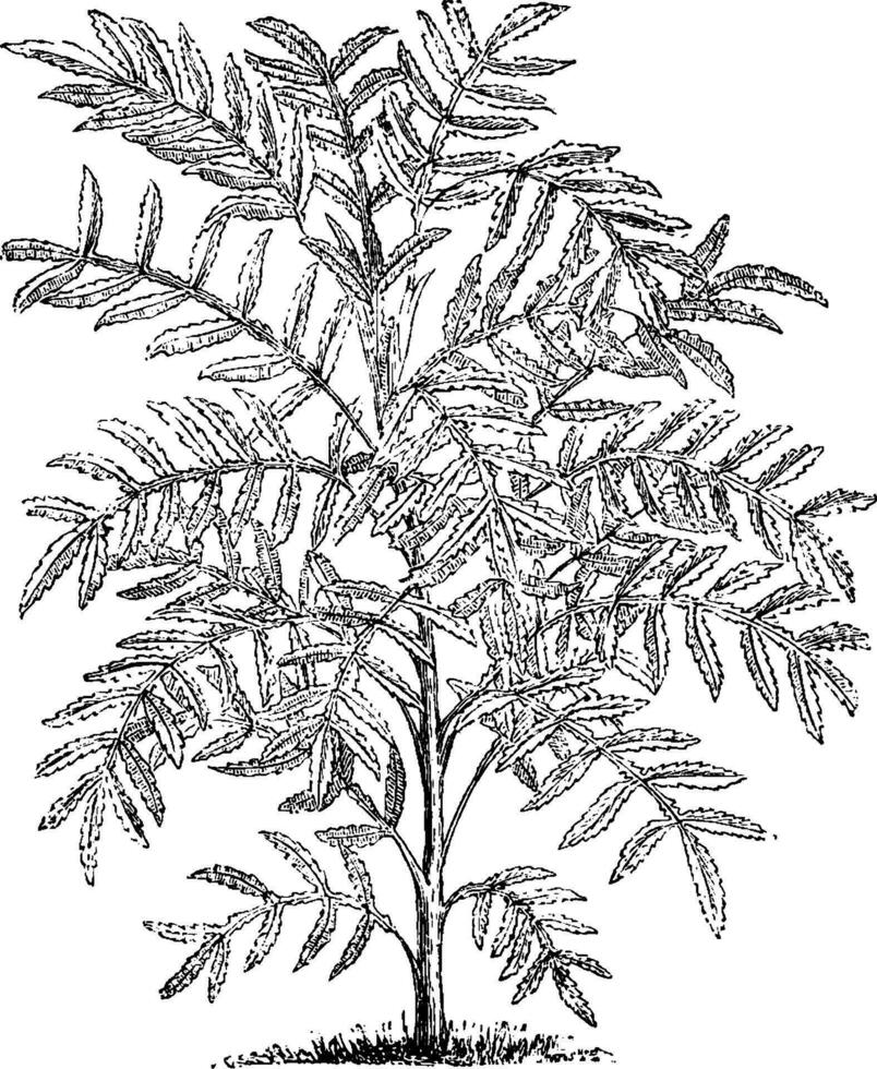 Melianthus Major vintage illustration. vector