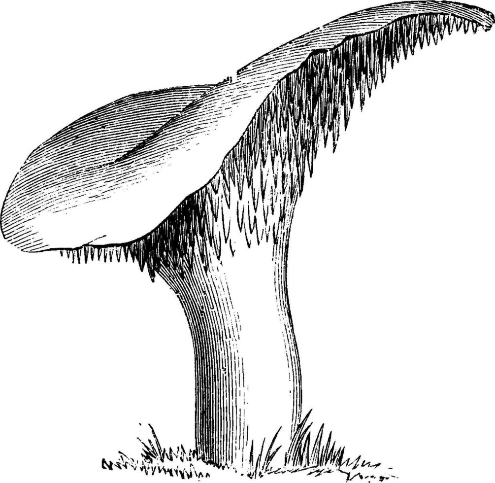 Hydnum Repandum vintage illustration. vector