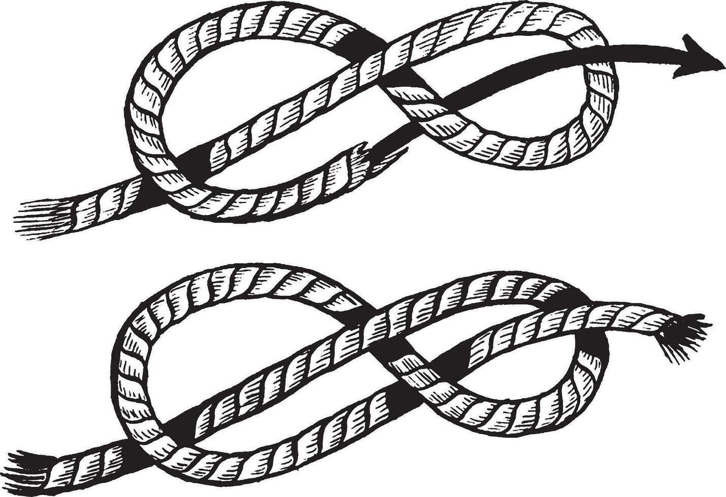 Figure Eight Knot, vintage illustration. vector