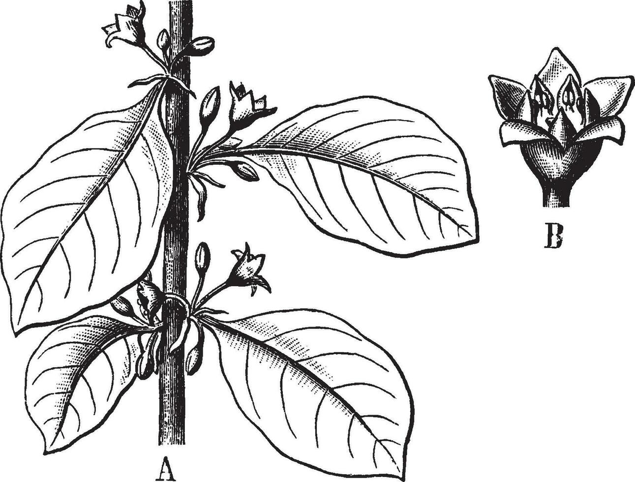Flower vintage illustration. vector