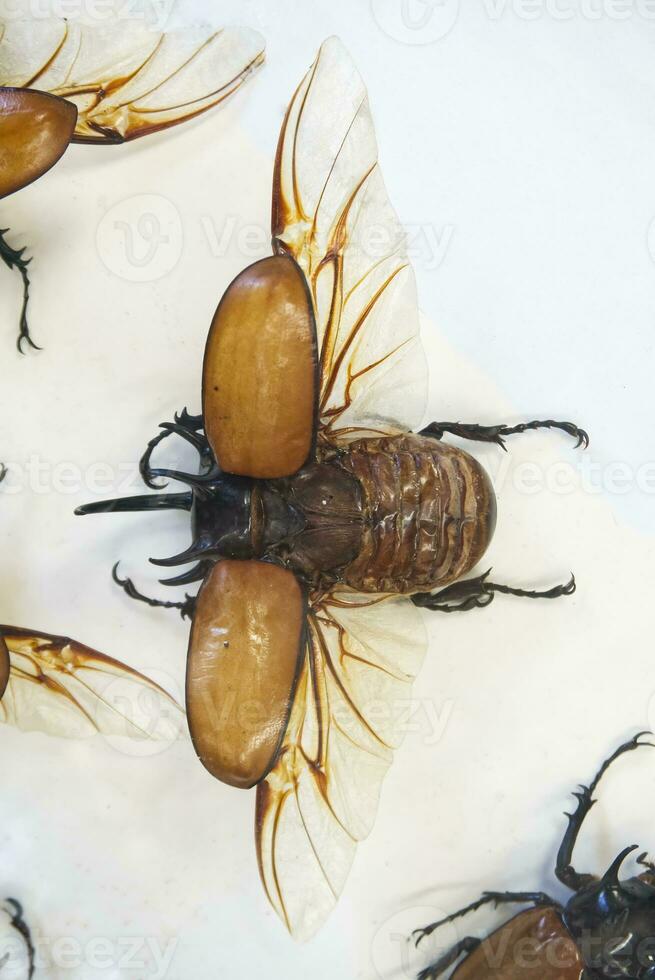 beetle insect bug on display on a white background with spread wings photo