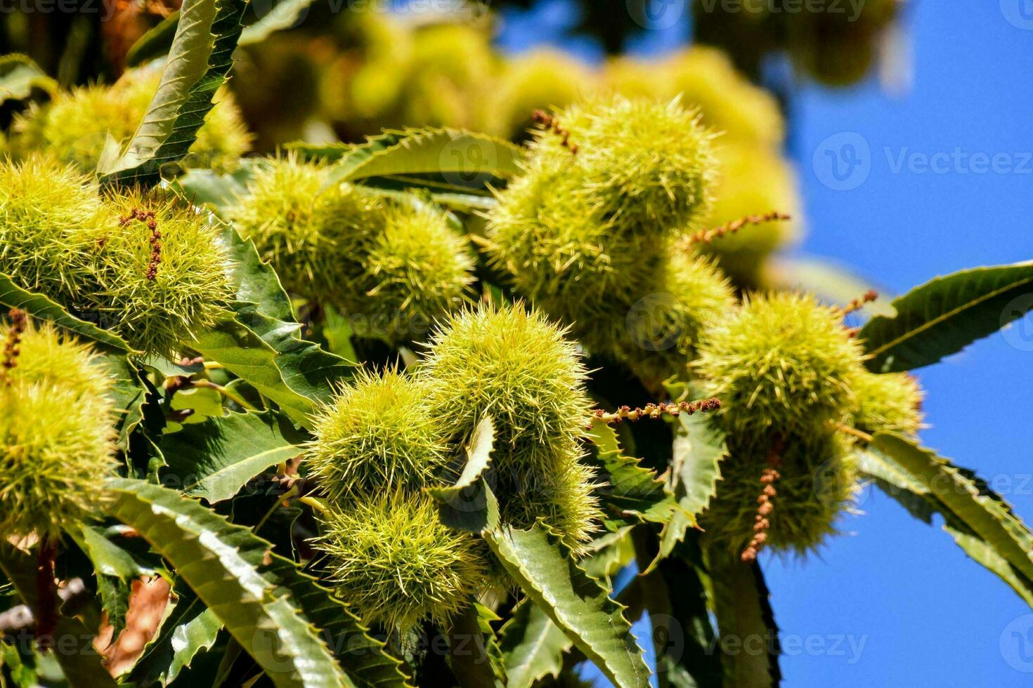 chestnut tree with green leaves photo